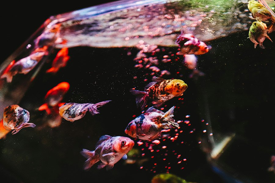 Goldfish in a bowl