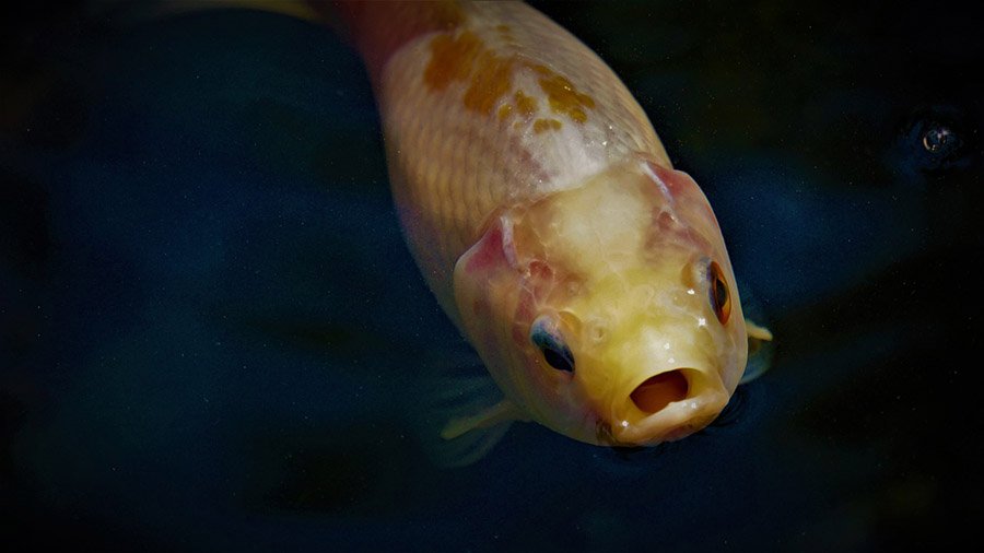 Goldfish portrait