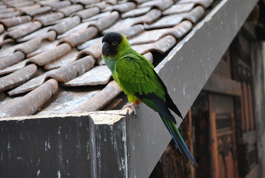 Nanday Conure