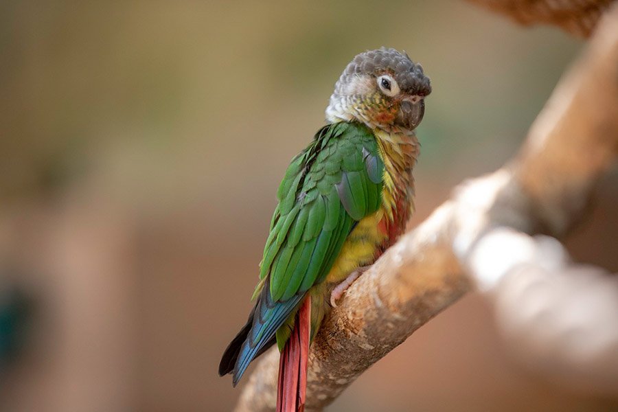 Green Cheek Conure on a branch