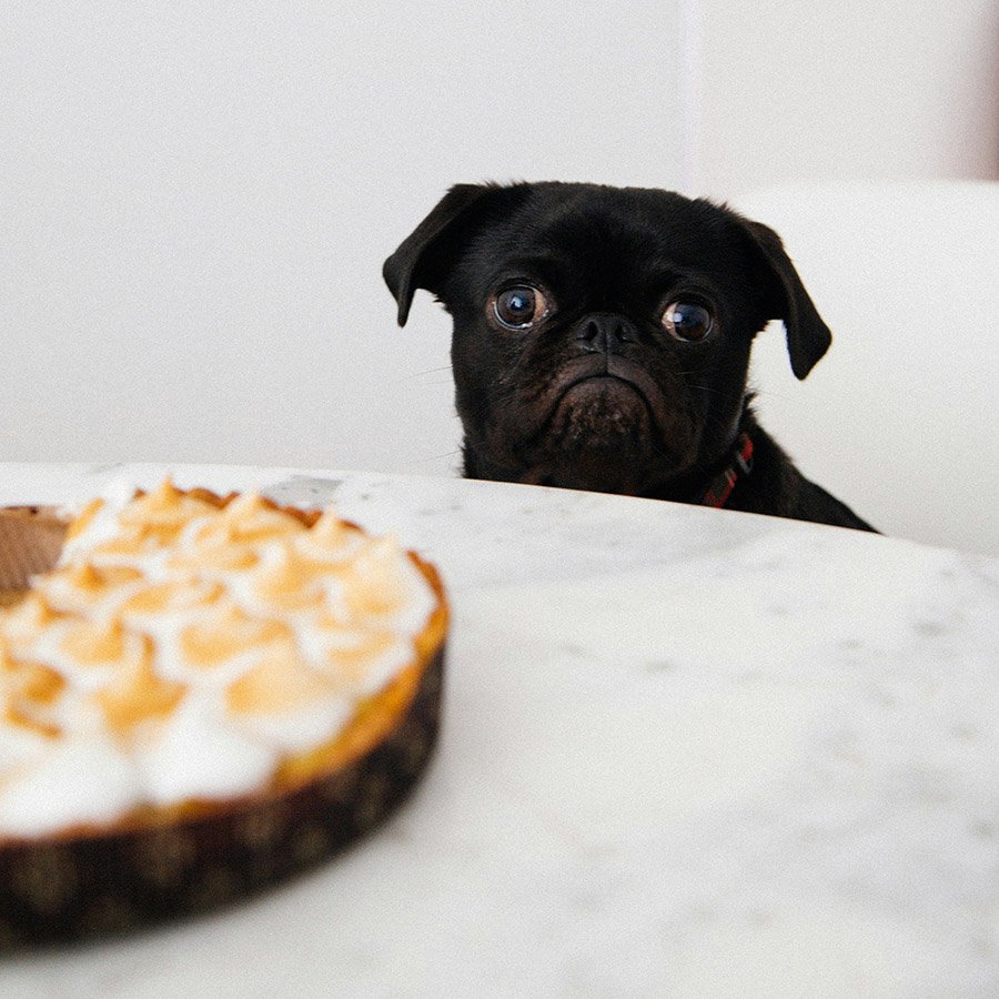 Dog looking at a cake