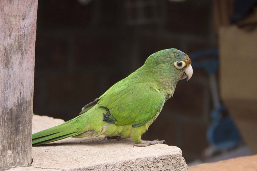 Half-Moon Conure