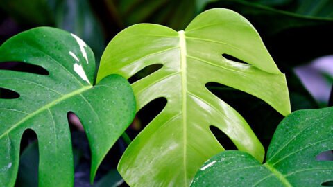 Is monstera toxic to cats