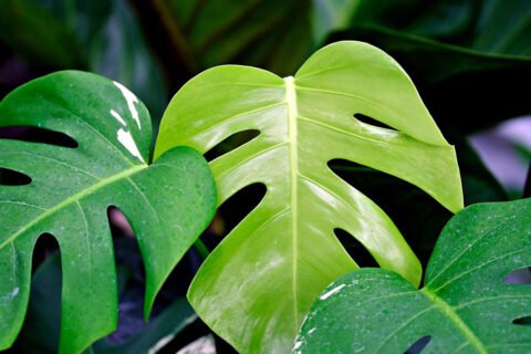 Is monstera toxic to cats