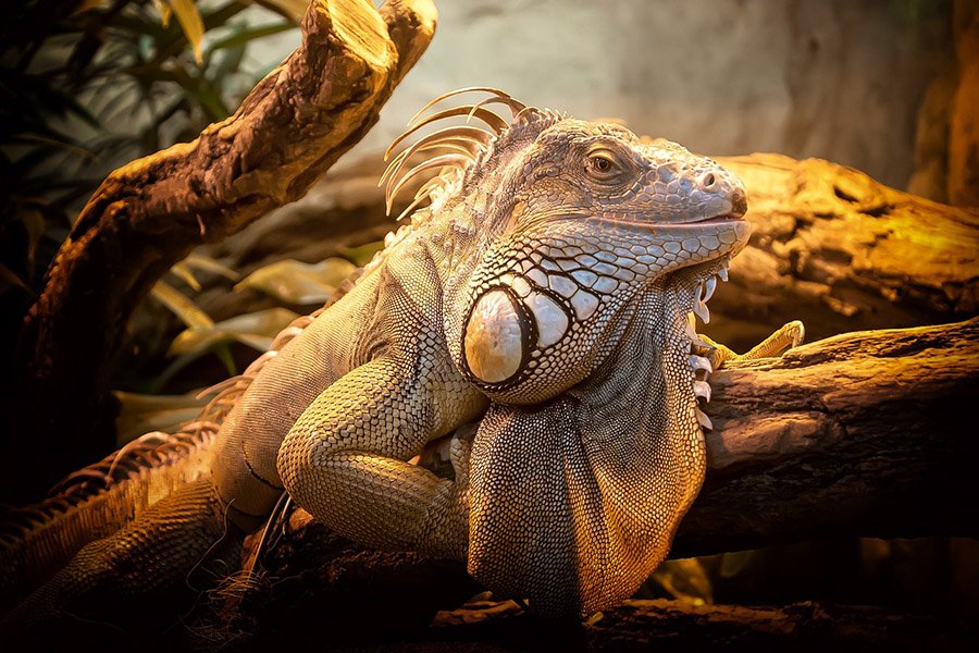 Iguana in captivity