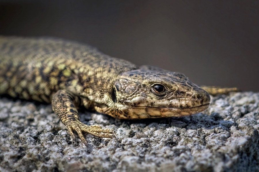 Lizard in the sun