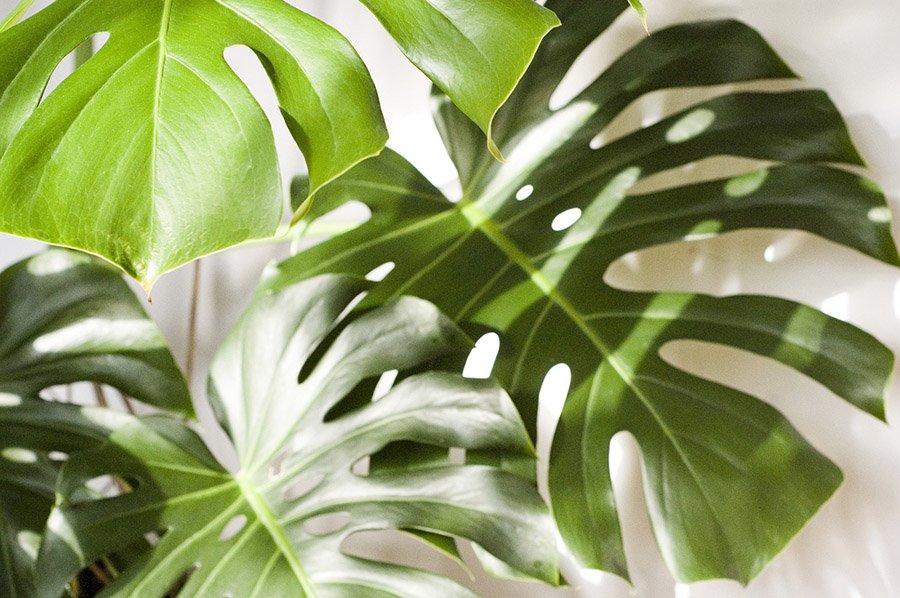 Monstera foliage