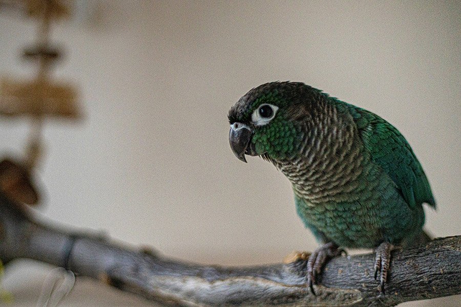 Green Cheek Conure