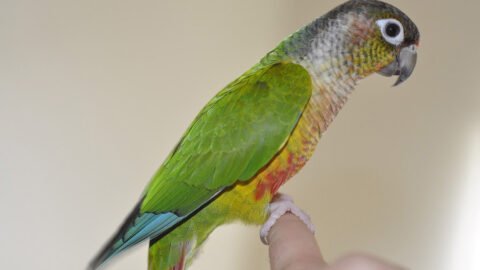 Green Cheek Conure Colors