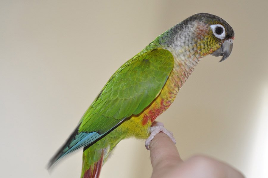 Green Cheek Conure Colors