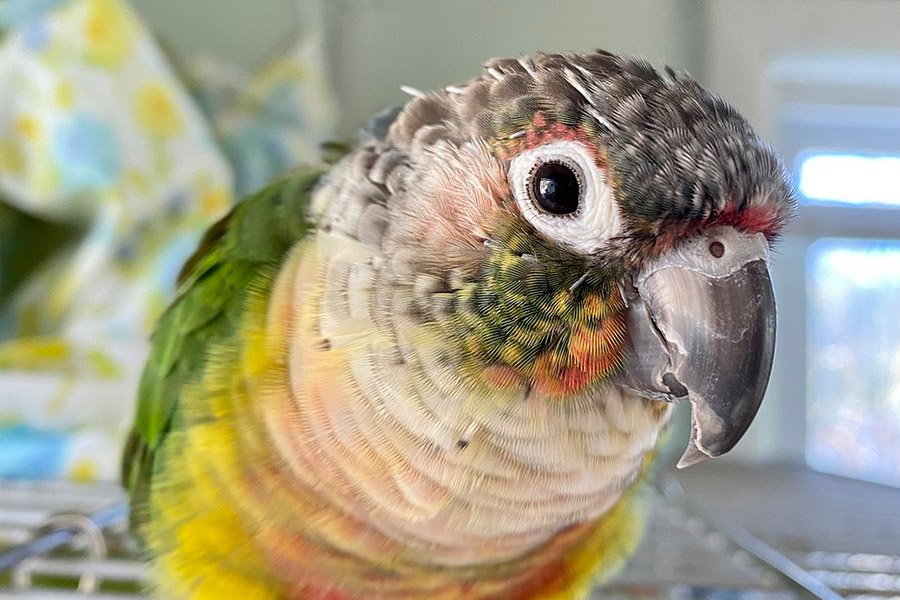 Green-Cheeked Conure