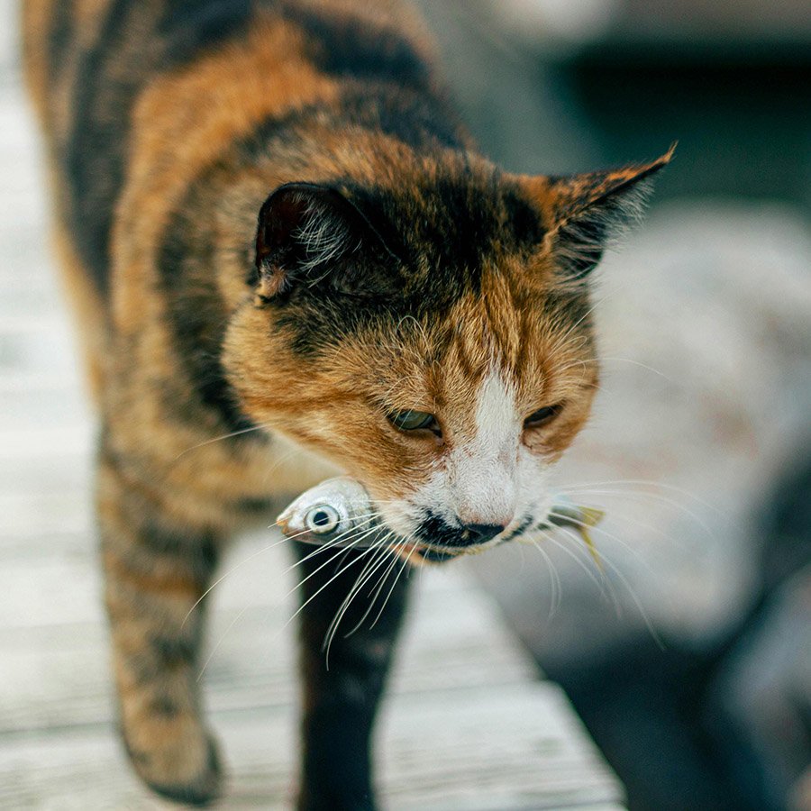 Cat eating a sardine