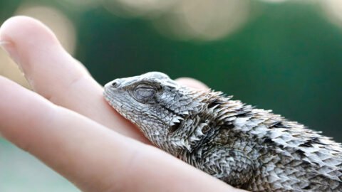 Lizard on a hand