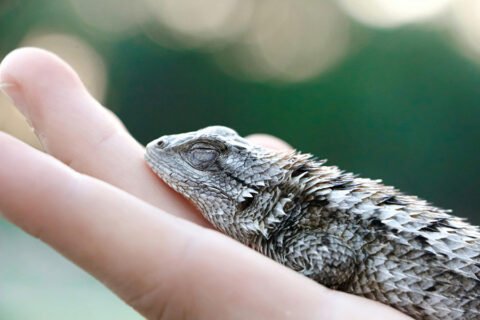 Lizard on a hand