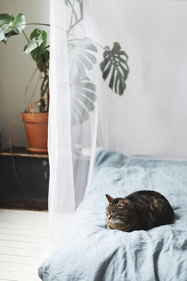 Cat and monstera