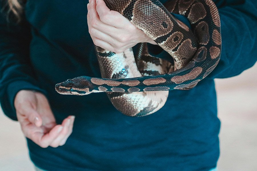 Handling a pet snake