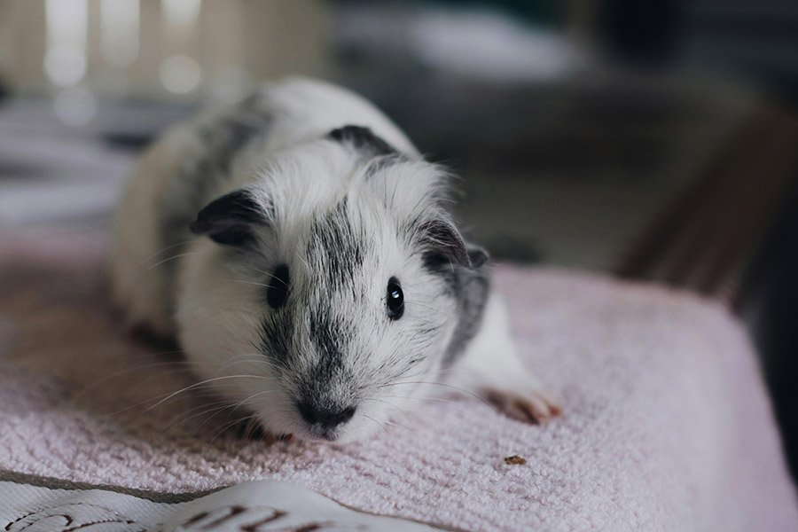 Guinea pig