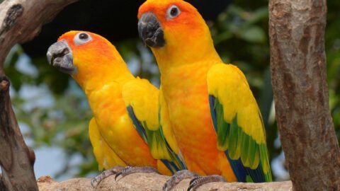 types of conures