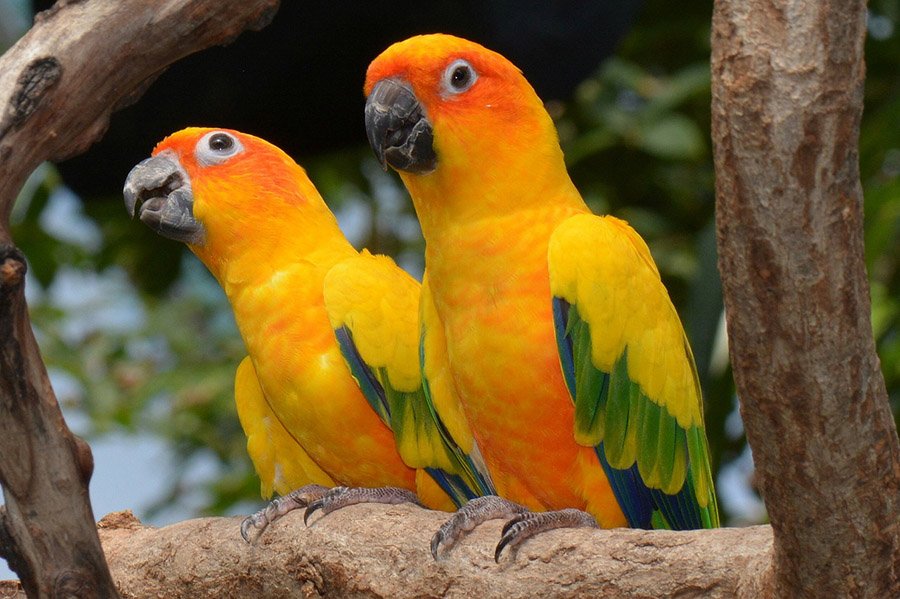 types of conures