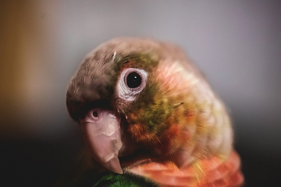 Green Cheek Conure face