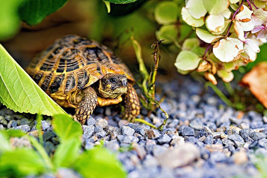 Tortoise in the shade